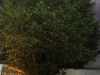 fundo-jorge-4
