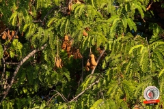 quintal-gameleira-19-06-2025-1056