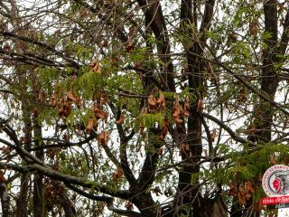 roda-de-samba-15-11-2023-63333