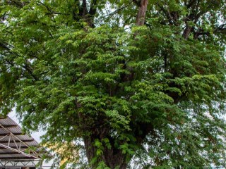 trezena-santo-antonio-07-06-2025-1104